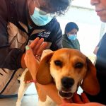 Vacunación antirrábica gratuita recorrerá comunidades de Tlaxcala en mayo